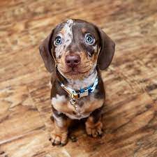 A Miniature Dachshund Puppy Dapple Dachshund Puppy Dapple Dachshund Dachshund Puppies