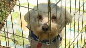 Maybe you would like to learn more about one of these? 10th Annual Super Pet Adoption Youtube