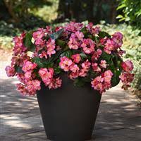 Image result for Begonia bequaertii