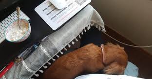Only guaranteed quality, healthy above you will find some of the dachshund puppies which we had for sale. Nw Dachshunds Home Facebook