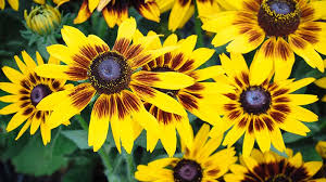 Where the vegetables grow, because it has flowers blooming all year 6. Fall Flowers Fall Blooming Flowers And What To Plant In Fall