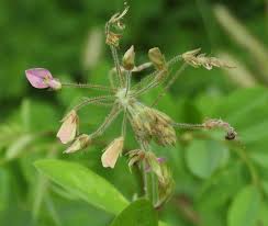 Image result for Desmodium