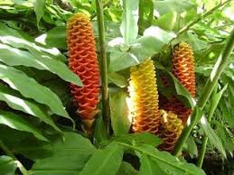 This ginger plant's flower has a tight cluster of pink to red petals that in the middle form an egg shape. Growing Ginger Indoors Or Shady Balconies Patio Spain Info
