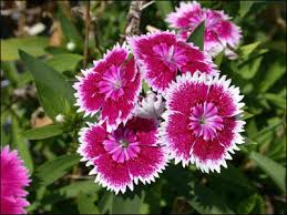 They are a naturally hardy plant that flowers in spring. Plant Id Flowers And Foliage Dianthus Florida Master Gardener Volunteer Program University Of Florida Institute Of Food And Agricultural Sciences
