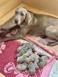 Image result for výmarský krátkosrstý ohař