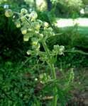 Image result for Nidorella ivifolia