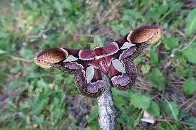 Image result for Erythrococca polyandra