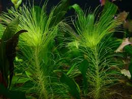 Image result for Eriocaulon setaceum