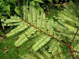 Image result for Limeum pterocarpum