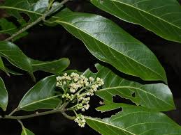 Image result for Brazzeia longipedicellata