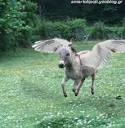 Can Donkeys Fly? : Chievo-Fiorentina - Viola Nation
