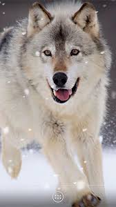 See this unit and thousands more at rvusa.com. Wolf By Orchid Fur Android Kostenlos Herunterladen Live Wallpaper Wolf Fur Android