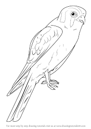 American kestrels coloring page from falcons category. Pin On Portrait Three