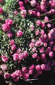 Image result for Diclis tenella