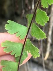 Image result for Adiantum incisum