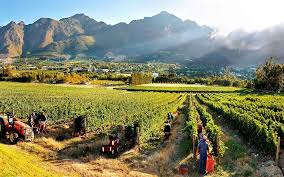 Winewednesday The Region Of Franschhoek In The Cape Winelands Produces Some Of The Best Wine I Africa Vacation South Africa Vacation African Safari Vacations