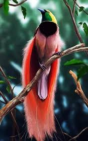 Maybe you would like to learn more about one of these? Raggiana Bird Of Paradise Paradisaea Indomita Passione Facebook