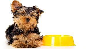 Homemade Dog Food For Yorkies Recipe Top Dog Tips Homemade Dog Food Yorkies Recipe Homemade Dog