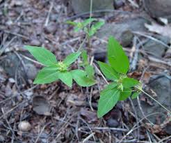 Image result for Acalypha manniana