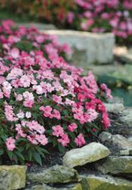 Image result for Impatiens nyungwensis