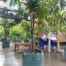 Jenis tanaman buah yang dapat di tanam didalam pot diantanya: Pin Auf Asian Fruits And Vegetables