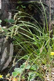 Image result for Melinis macrochaeta