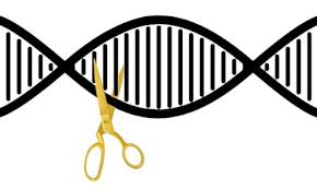 What Are Restriction Enzymes Labmal Academy