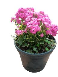 Image result for Kalanchoe crenata