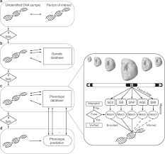 Facial Recognition From Dna Using Face To Dna Classifiers