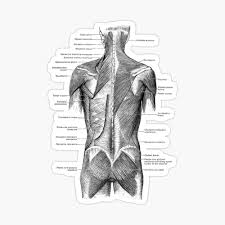 Within this group of back muscles you will find the latissimus dorsi, the trapezius, levator scapulae and the rhomboids. Back And Glutes Human Muscular System 2 Photographic Print By Vaposters Redbubble