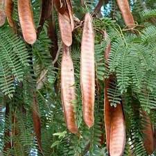 Image result for Acacia cornigera