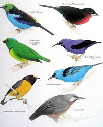 Animal Bird Of Paradise Drawing Bird Print Paradise Tanager Blue Dacnis Giant Conebill Purple Honeycreeper Vintage 1984 Book Page Love Birds Drawing Bird Drawings Bird Prints