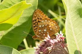 Image result for Anagallis gracilipes