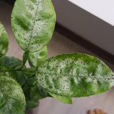 Check spelling or type a new query. Ask A Question Forum Help Black Tiny Spots Are Killing My Plants Garden Org