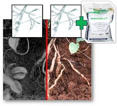 Android rooting is the ideal way to get more control over your smartphone, opening up a world of. Biological Control Of Fusarium Root Rot Of Indian Mulberry Morinda Officinalis How With Consortia Of Agriculturally Important Microorganisms In Viet Nam Chemical And Biological Technologies In Agriculture Full Text
