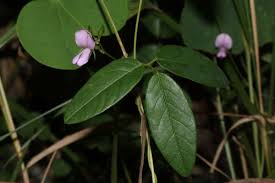 Image result for Galactia striata