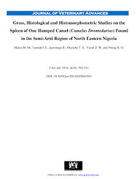 If a camel uses the fat inside the hump, the hump will become limp and droop down. Pdf Gross Histological And Histomorphometric Studies On The Spleen Of One Humped Camel Camelus Dromedarius Found In The Semi Arid Region Of North Eastern Nigeria