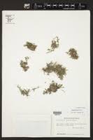 Image result for Selaginella buchholzii