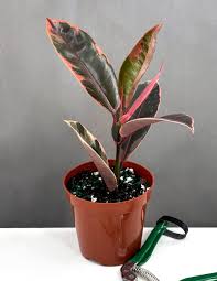 Image result for Ficus elastica