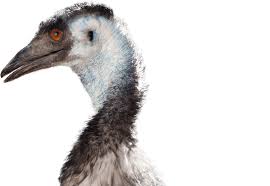 Founded in 1849, emu is the second oldest public university in michigan serving nearly 18,000 students. Emu National Zoo Aquarium
