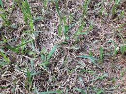 What is the difference between bermuda grass and st. Help New St Augustine Sod Dying