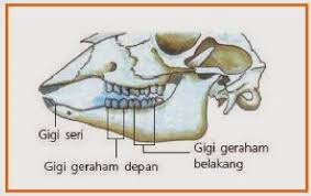 Oleh karena jenis makanan tersebut, sistem pencernaan pada hewan memamah biak. Sistem Pencernaan Materi Untuk Kelas 5 Sd
