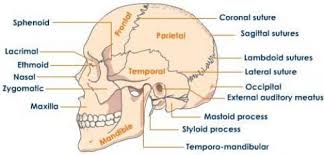 Sutures Of The Skull Skullstructure Of Skull Tutorvista Com Craniosacralthe Medical Assistant Humor Craniosacral Therapy Sutures