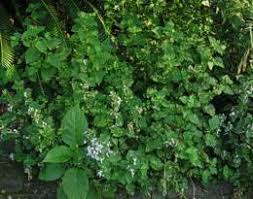 Image result for Hypoestes sp. aff. aristata B