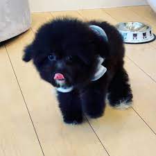 I called a few pet stores here in michigan and they told me woof woof was so over priced with their puppies and the women that answer the phone is very very rude. Woof Woof Puppies Boutique Home Facebook