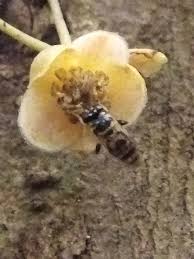 Image result for Drypetes mossambicensis