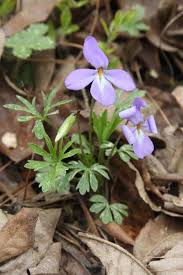 Image result for Basananthe pedata