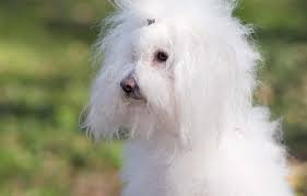 4. Bolognese: The Sweet Lapdog| Non-Sporting Dog Breeds