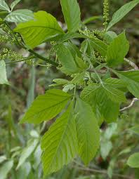 Image result for Allophylus