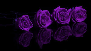 We did not find results for: 74 Purple Roses Wallpaper On Wallpapersafari